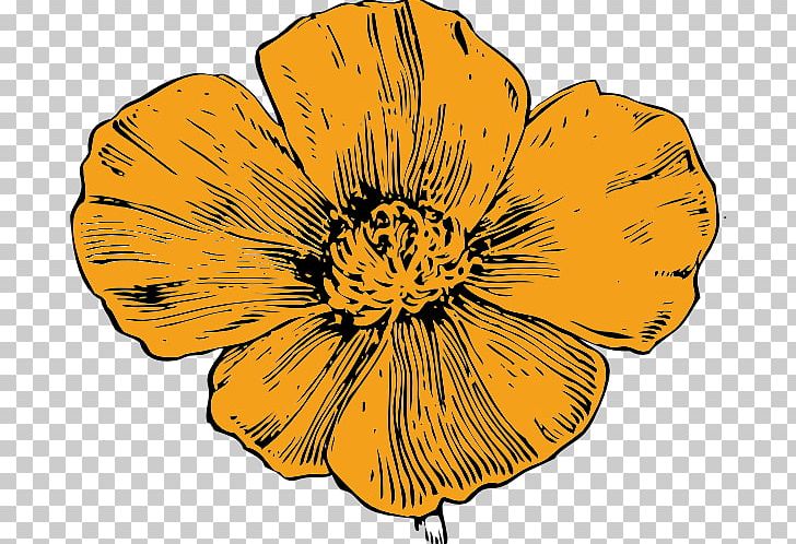 California Poppy Drawing PNG, Clipart, Art, Black And White, Botanical Illustration, Bud, California Free PNG Download