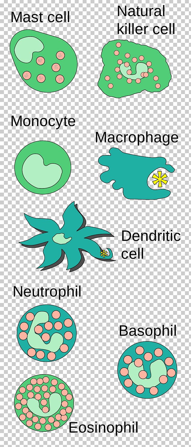 Innate Immune System Mast Cell Immunology PNG, Clipart, Area, Basophil, B Cell, Cell, Green Free PNG Download