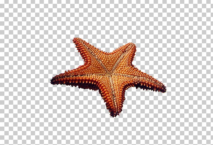 Sea Starfish PNG, Clipart, Animals, Beautiful Starfish, Cartoon Starfish, Coreldraw, Echinoderm Free PNG Download