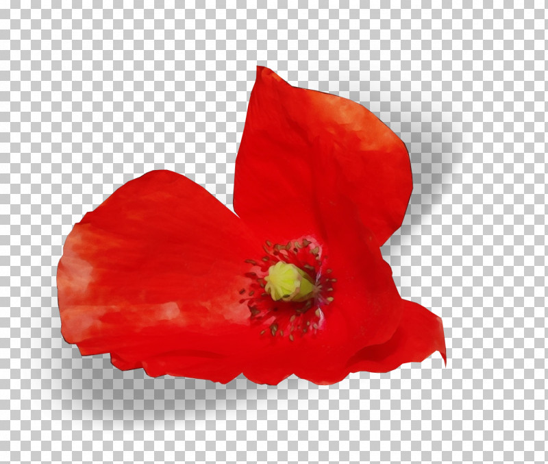 Flower Petal Red Plant Poppy Family PNG, Clipart, Coquelicot, Corn Poppy, Flower, Paint, Perennial Plant Free PNG Download