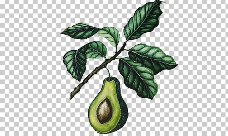 Packaging And Labeling Advertising Illustration PNG, Clipart, Art, Art Director, Avocado, Branch, Brand Management Free PNG Download