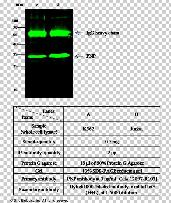 Screenshot Line Point Angle PNG, Clipart, Angle, Area, Art, Diagram, Document Free PNG Download