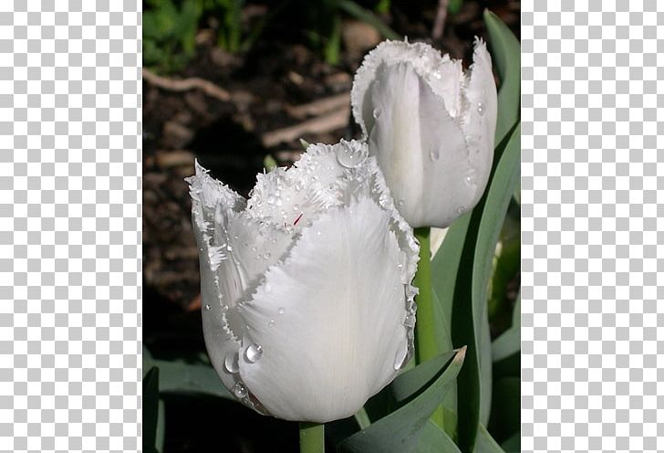 Tulip Petal Plant Stem Herbaceous Plant PNG, Clipart, Flower, Flowering Plant, Flowers, Herbaceous Plant, Hymenocallis Free PNG Download