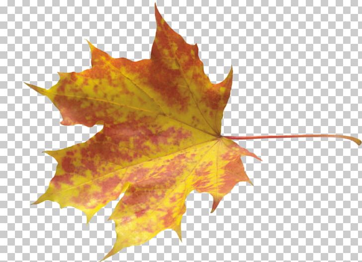 Autumn Leaves Maple Leaf PNG, Clipart, Abscission, Antumn Leaves Gradient Color, Autumn, Autumn Leaf Color, Autumn Leaves Free PNG Download