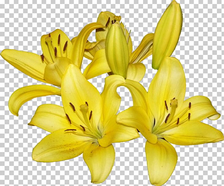 Cut Flowers Petal Daylily Banana PNG, Clipart, Banana, Cut Flowers, Daylily, Flower, Flowering Plant Free PNG Download