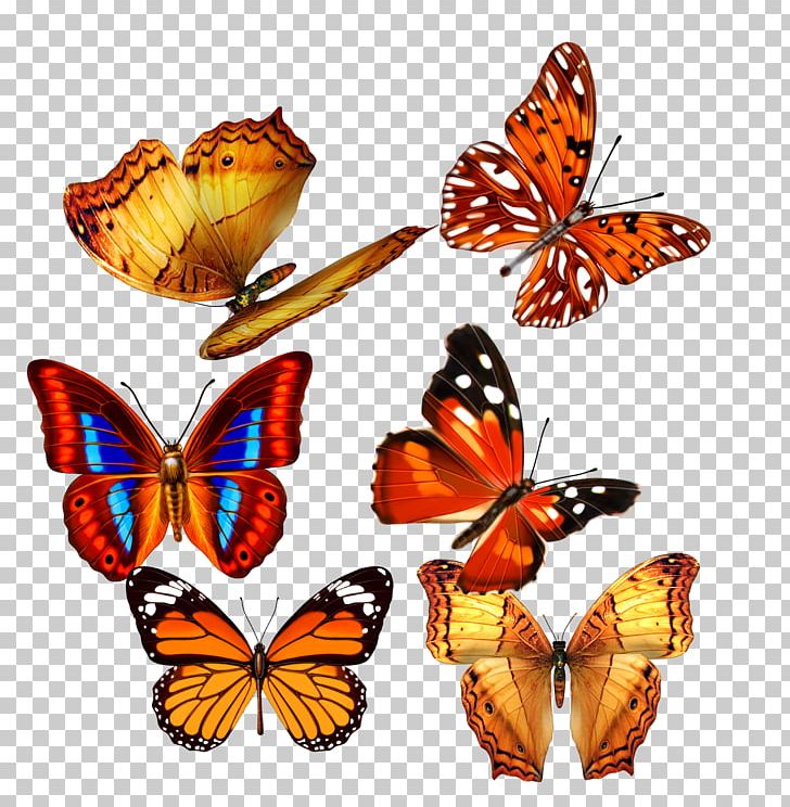 Monarch Butterfly Pieridae PNG, Clipart, Arthropod, Blue Butterfly, Brush Footed Butterfly, Butterflies, Butterflies And Moths Free PNG Download