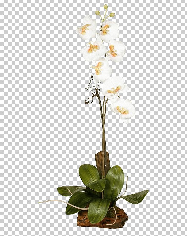 Moth Orchids Plant Flora PNG, Clipart, Artificial Flower, Common Ivy, Cut Flowers, Floral Design, Floristry Free PNG Download
