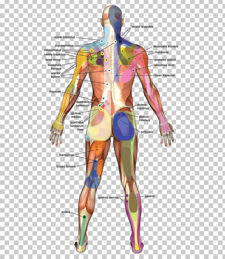 Myofascial Trigger Point Trigger Point Therapy Massage Muscle PNG, Clipart,  Free PNG Download