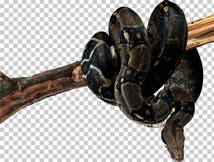 Snake Reptile Animation PNG, Clipart, Animal, Animals, Animation, Boa Constrictor, Boas Free PNG Download