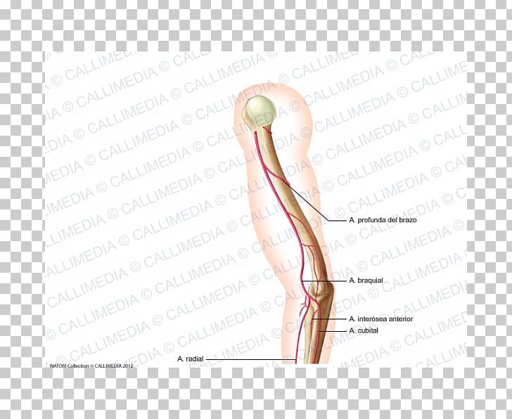 Thumb Hip Shoulder Human Leg Finger PNG, Clipart, Abdomen, Angle, Arm, Blood Vessel, Bone Free PNG Download