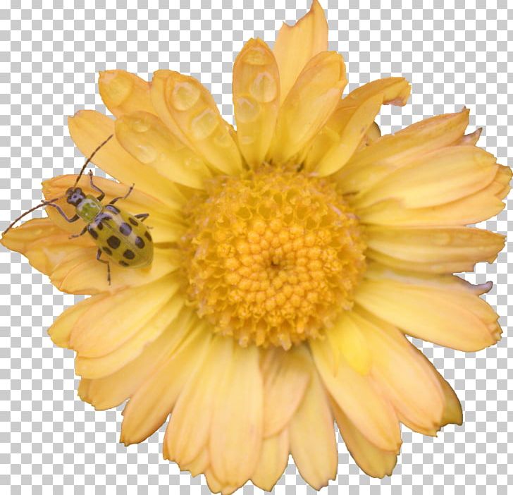 Chrysanthemum Transvaal Daisy Daisy Family Marigolds Cut Flowers PNG, Clipart, Calendula, Chrysanthemum, Chrysanths, Cut Flowers, Daisy Free PNG Download