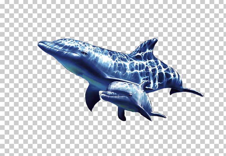 Common Bottlenose Dolphin Rough-toothed Dolphin Tucuxi PNG, Clipart, Animal, Animals, Blue, Cartoon Dolphin, Cute Dolphin Free PNG Download