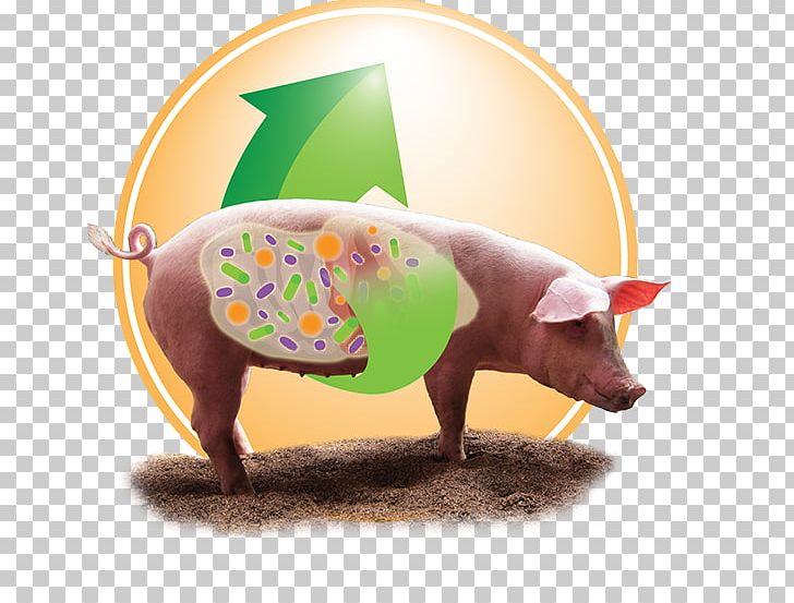 Domestic Pig Probiotic Nutrition Bacillus Cereus PNG, Clipart, Acid, Animal Feed, Animal Husbandry, Animals, Bacillus Free PNG Download