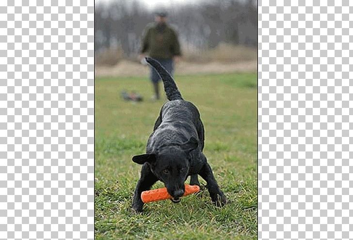 Labrador Retriever Retriever Training Obedience Training Dog Breed Dog Training PNG, Clipart, Avery Dennison, Breed, Carnivoran, Dog, Dog Breed Free PNG Download