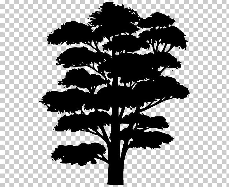 Silhouette Drawing PNG, Clipart, Black And White, Branch, Conifer, Dark Shading, Download Free PNG Download