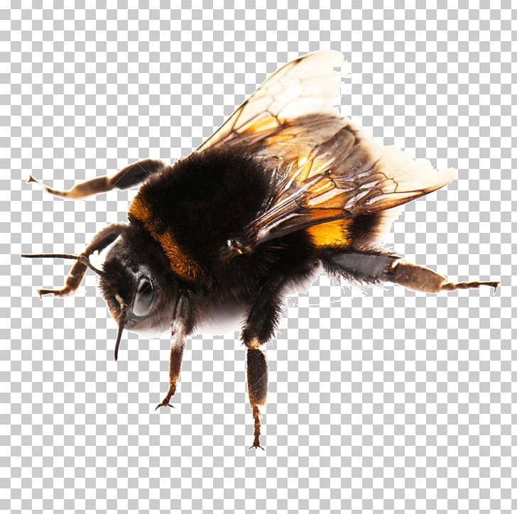 Western Honey Bee Buff-tailed Bumblebee Photography PNG, Clipart, Anthophora Plumipes, Arthropod, Bee, Bombus Hortorum, Bumblebee Free PNG Download