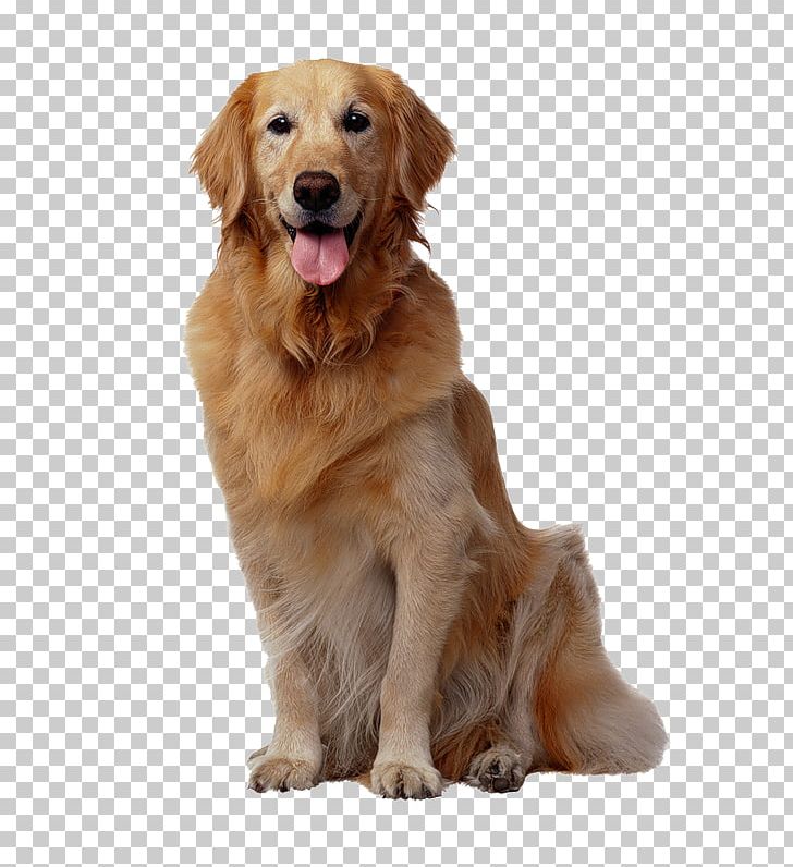 Basenji Pet Sitting Golden Retriever Puppy Dog Whistle PNG, Clipart, Animal, Animals, Carnivoran, Companion Dog, Dog Free PNG Download