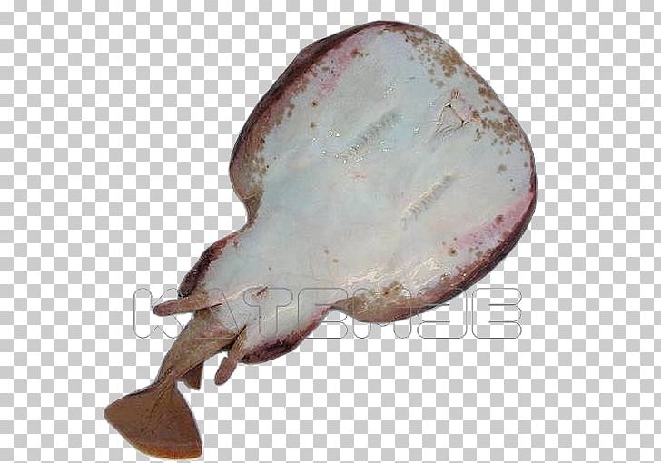 Common Torpedo Flatfish Atlantic Torpedo PNG, Clipart, Animals, Animal Source Foods, Electric Eel, Electric Ray, Family Free PNG Download