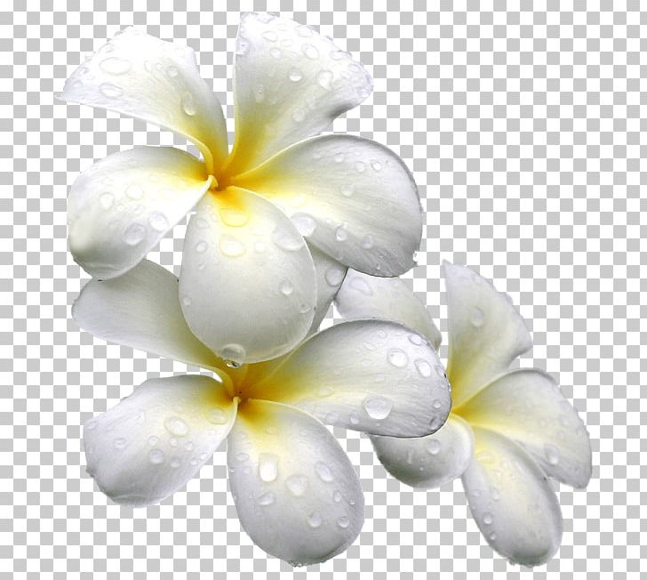 Flower Portable Network Graphics Transparency PNG, Clipart, Floral Design, Flower, Flowering Plant, Frangipani, Information Free PNG Download