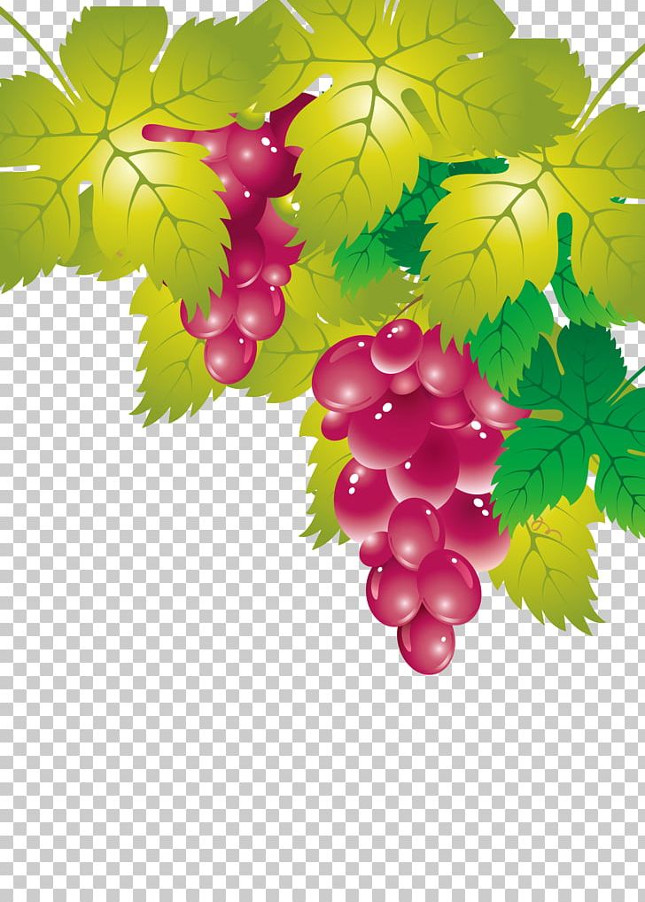 Grape Leaves Seedless Fruit PNG, Clipart, Black Grapes, Branch, Cartoon, Download, Euclidean Vector Free PNG Download