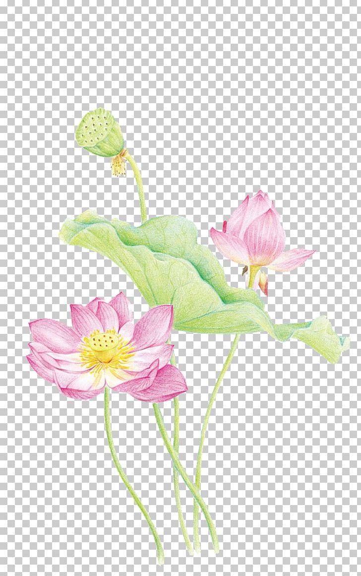 Nelumbo Nucifera Designer Floral Design PNG, Clipart, Cartoon, Color, Creative, Cut Flowers, Flower Free PNG Download