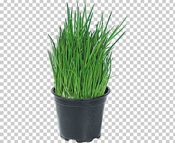 Sweet Grass Garlic Chives Seed PNG, Clipart, Allium, Black Garlic, Chives, Commodity, Flowerpot Free PNG Download