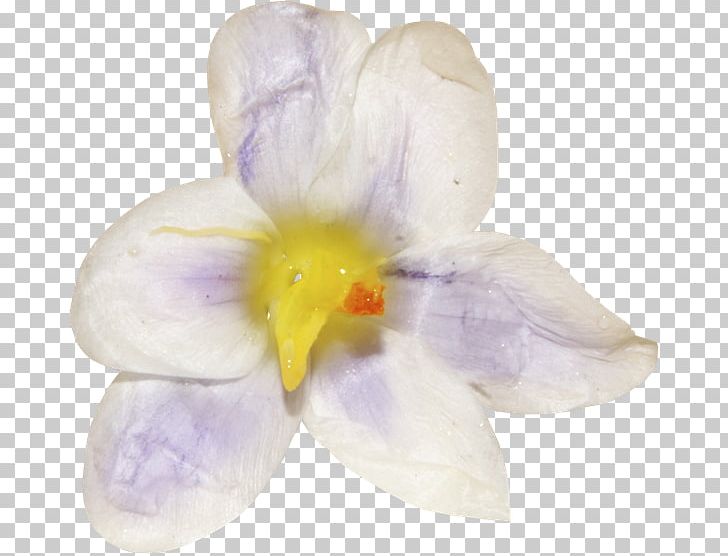Crocus Moth Orchids Family Violet PNG, Clipart, Crocus, Family, Fleur, Flower, Flowering Plant Free PNG Download
