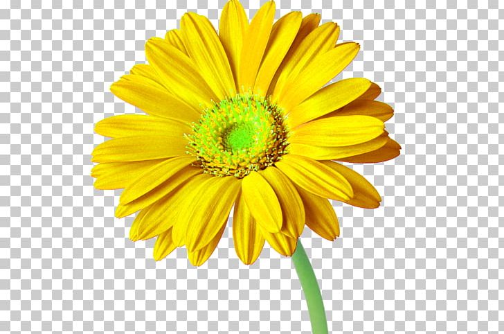 Cut Flowers Transvaal Daisy Daisy Family Common Sunflower PNG, Clipart, Annual Plant, Chrysanthemum, Chrysanths, Common Daisy, Common Sunflower Free PNG Download
