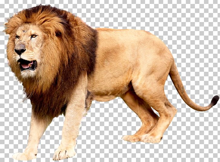 East African Lion Icon PNG, Clipart, Animals, Big Cat, Big Cats, Carnivoran, Cat Like Mammal Free PNG Download