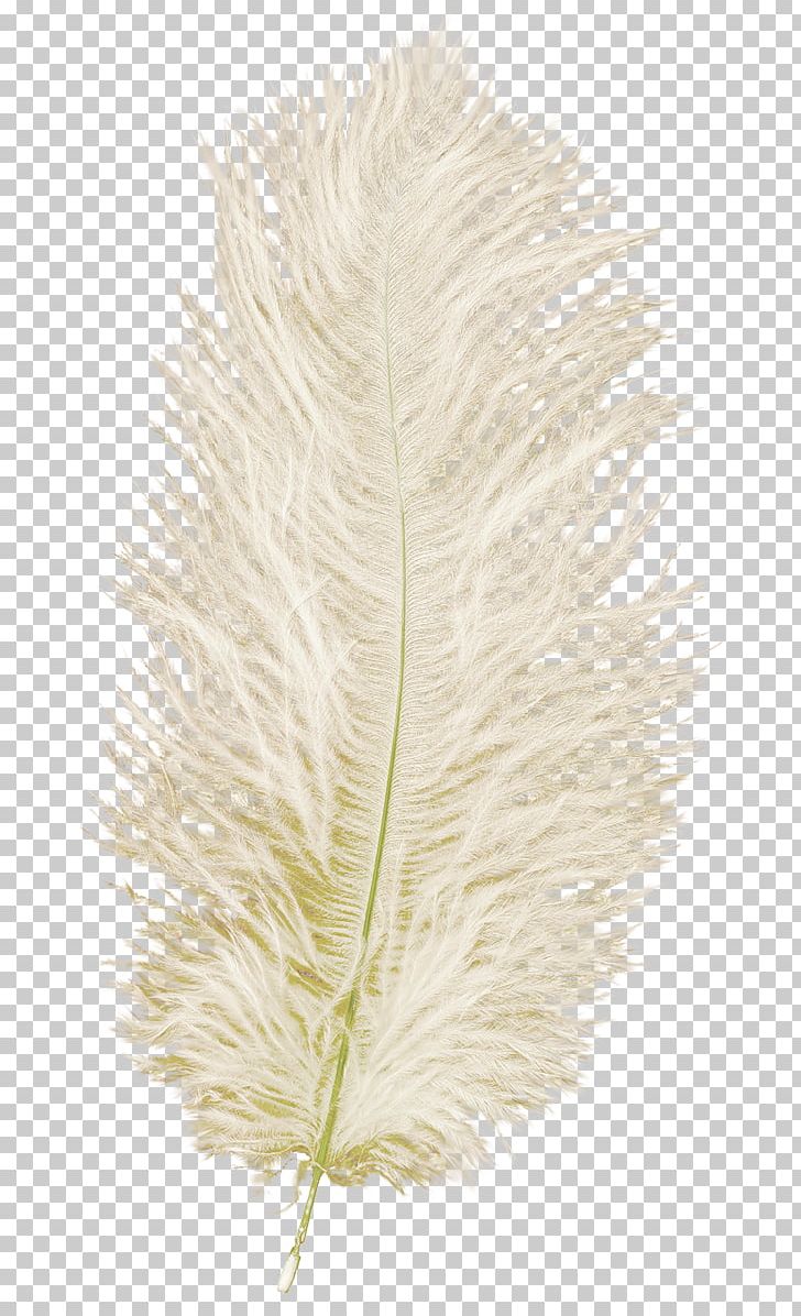 Feather Quill .net PNG, Clipart, Animals, Feather, Hit Single, Net, Page Free PNG Download