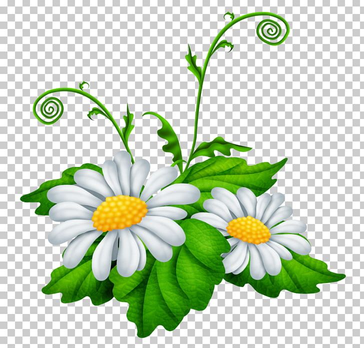 Matricaria Chamomile Oxeye Daisy PNG, Clipart, Annual Plant, Blog, Chamaemelum Nobile, Chamomile, Chrysanthemum Free PNG Download