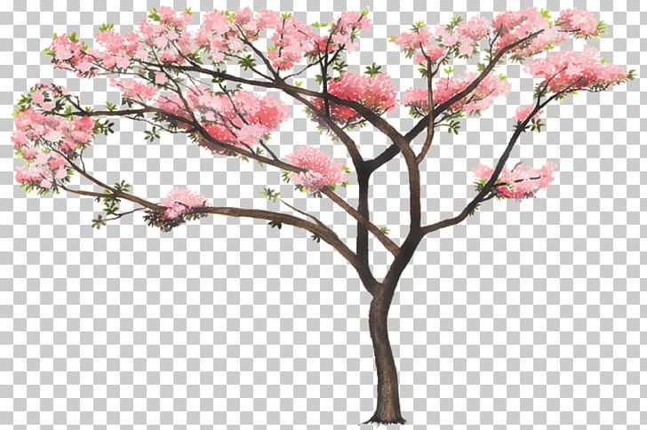 Tabebuia Rosea Tree Nature Woody Plant PNG, Clipart, Arboles, Art, Blossom, Branch, Cherry Blossom Free PNG Download