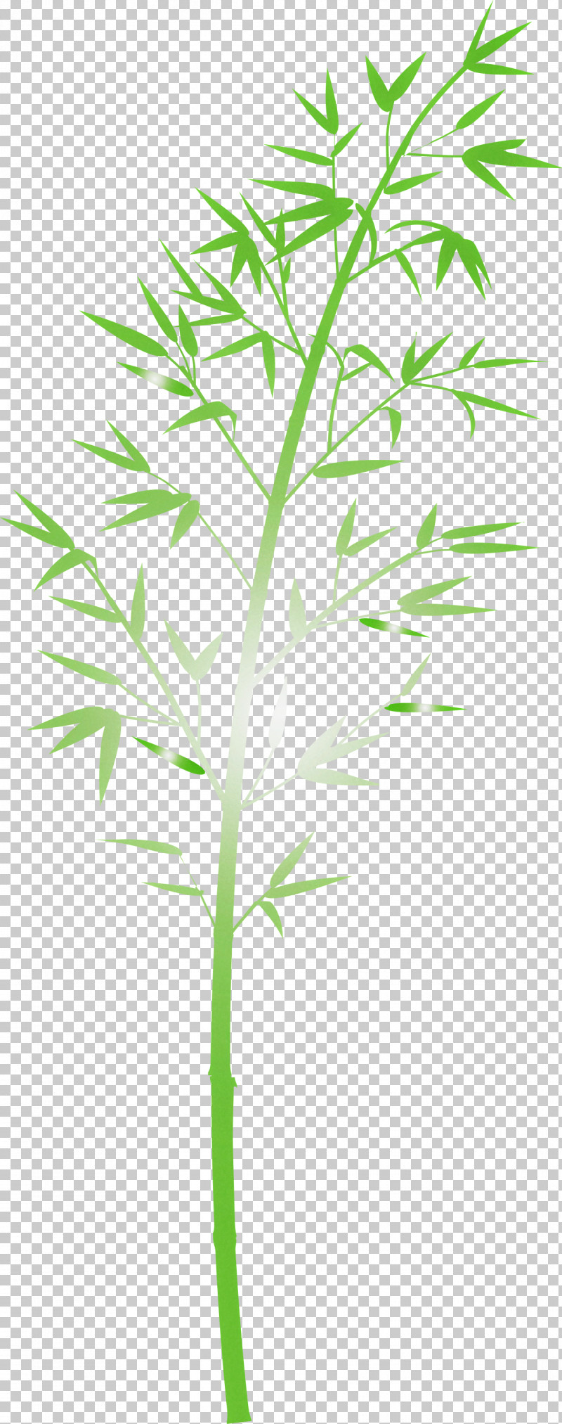 Bamboo Leaf PNG, Clipart, Bamboo, Flower, Grass, Grass Family, Herb Free PNG Download