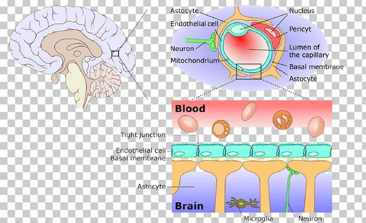 Blood–brain Barrier Meninges Central Nervous System PNG, Clipart, Anatomy, Area, Brain, Brain Cell, Cell Free PNG Download