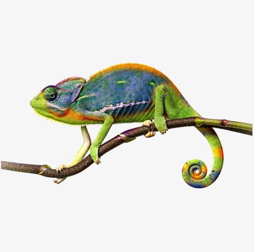 Chameleon. PNG, Clipart, Animal, Branches, Chameleon, Chameleon. Clipart, Discoloration Free PNG Download