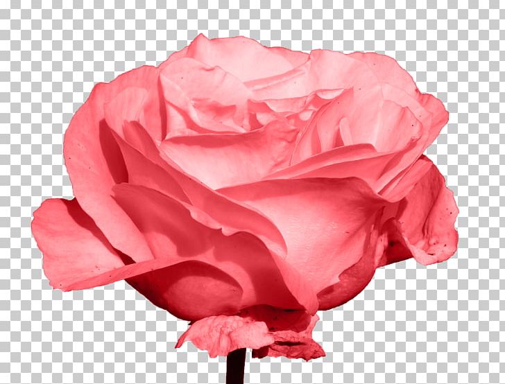 Garden Roses Centifolia Roses Beach Rose PNG, Clipart, Carnation, Centifolia Roses, China Rose, Closeup, Cut Flowers Free PNG Download