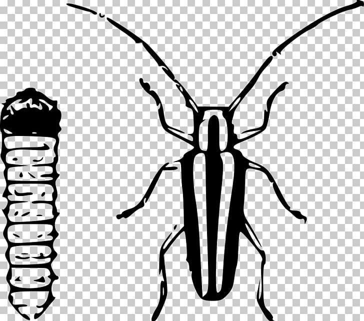 Symmetry Monochrome Wildlife PNG, Clipart, Arthropod, Artwork, Black And White, Computer Icons, Download Free PNG Download