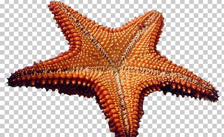 Starfish Marine Invertebrates Sea PNG, Clipart, Animal, Animals, Chomikujpl, Drawing, Fivepointed Star Free PNG Download