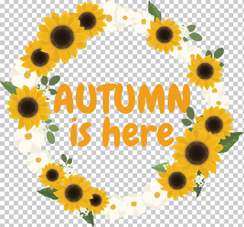 Common Sunflower Circle Flower Spring Autumn PNG, Clipart, Autumn, Circle, Common Sunflower, Drawing, Flower Free PNG Download