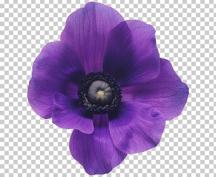 Anemone Flower Bouquet Purple Violet PNG, Clipart, Anemone, Blue, Color, Flower, Flower Bouquet Free PNG Download