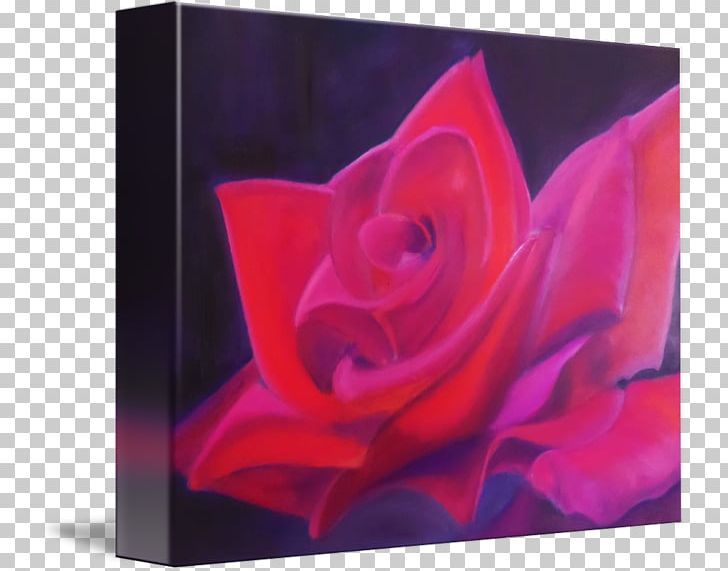 Garden Roses Rosaceae Purple Still Life Photography PNG, Clipart, Acrylic Paint, Art, Celebrities, Flower, Flowering Plant Free PNG Download