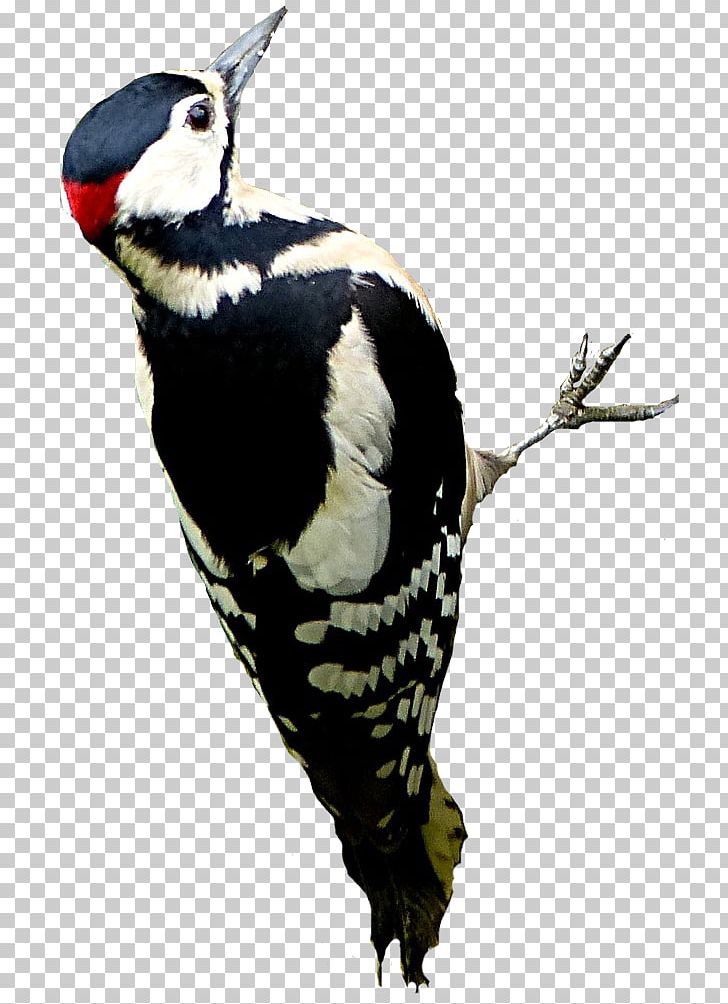 Great Spotted Woodpecker Bird Rock Dove Feather PNG, Clipart, Animals, Apple, Beak, Bird, Common Wood Pigeon Free PNG Download