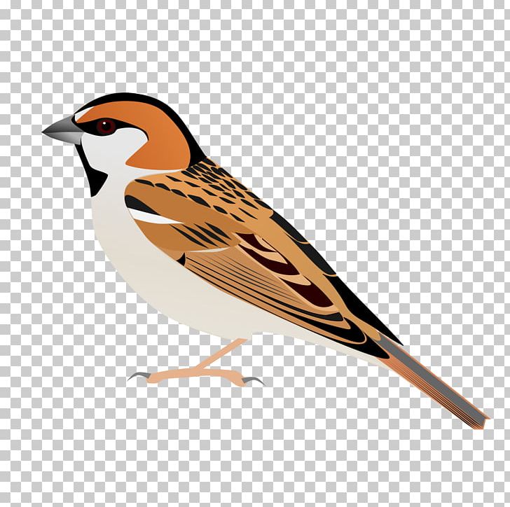 House Sparrow Saxaul Sparrow Plain-backed Sparrow Bird PNG, Clipart, Animals, Beak, Bird, Bunting, Contribution Free PNG Download