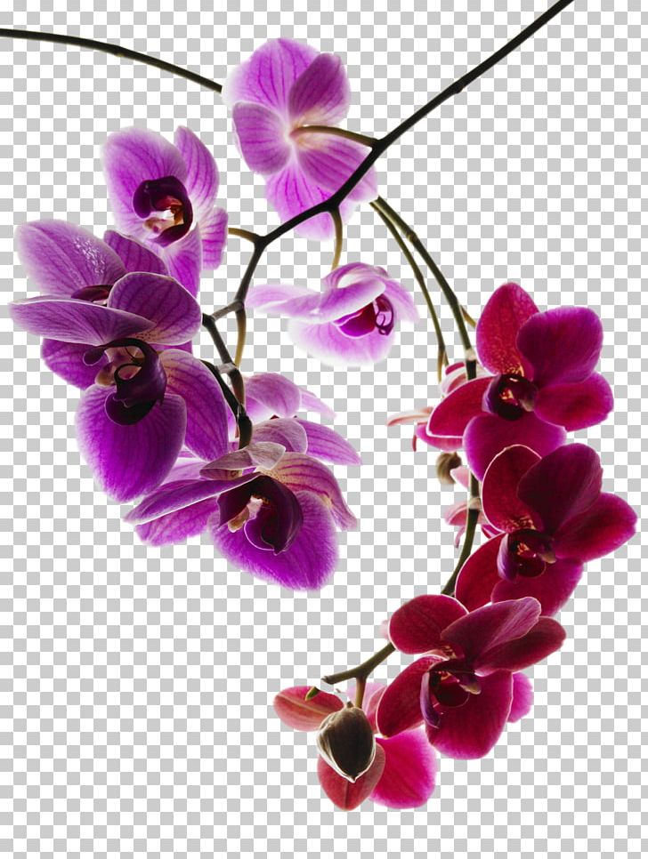 Orchids Phalaenopsis Aphrodite Orchis Simia Caleana Major Photography PNG, Clipart, Botanical, Caleana Major, Cut Flowers, Dendrobium, Floral Design Free PNG Download