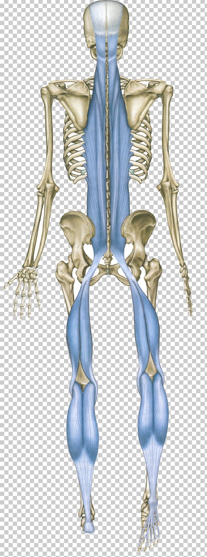 Anatomy Trains: Myofascial Meridians For Manual And Movement Therapists Human Back Sole Human Body PNG, Clipart, Arm, Back, Dorsum, Fascia, Foot Free PNG Download