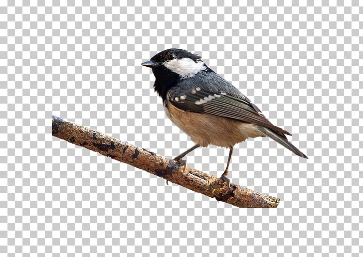 Bird Eurasian Tree Sparrow PNG, Clipart, Animal, Animals, Bird, Creative Artwork, Creative Background Free PNG Download