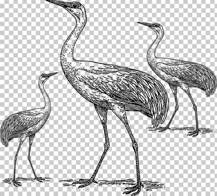Crane Bird PNG, Clipart, Animals, Beak, Bird Cage, Bird Migration, Black And White Free PNG Download