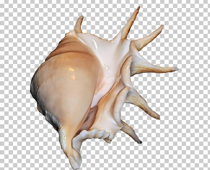 Mollusc Shell Seashell Digital Scrapbooking Sea Snail Conch PNG, Clipart, Animals, Autocad Dxf, Clams Oysters Mussels And Scallops, Cockle, Conch Free PNG Download