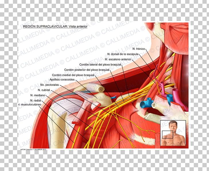 Supraclavicular Fossa Supraclavicular Nerves Supraclavicular Lymph Nodes Anatomy PNG, Clipart, Anatomy, Art, Artery, Axillary Nerve, Brachial Plexus Free PNG Download
