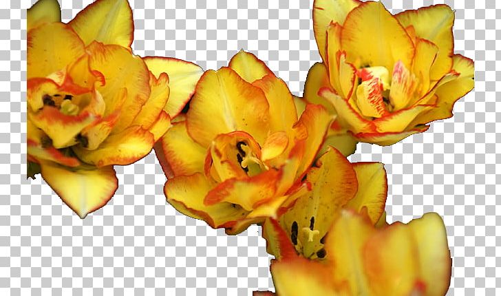 Yellow Tulip Flower PNG, Clipart, Designer, Download, Flower, Flower Bouquet, Flowers Free PNG Download